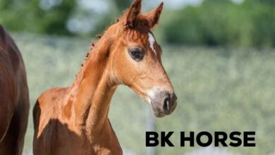 BK Horse