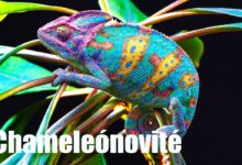 Chameleónovité