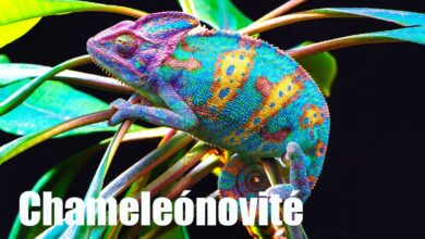 Chameleónovité