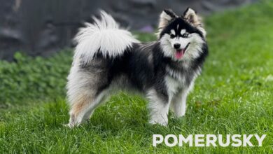 Pomerusky