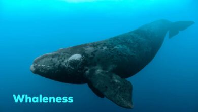 Whaleness